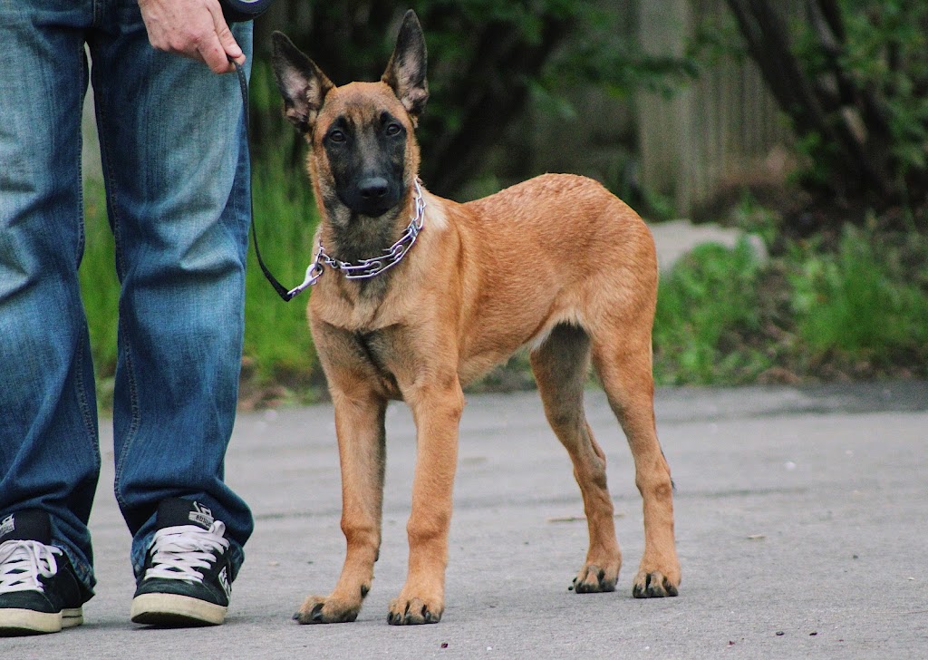 Barbosa k9s | 22 Bunting Dr, Brampton, ON L6Y 2H5, Canada | Phone: (647) 248-2411
