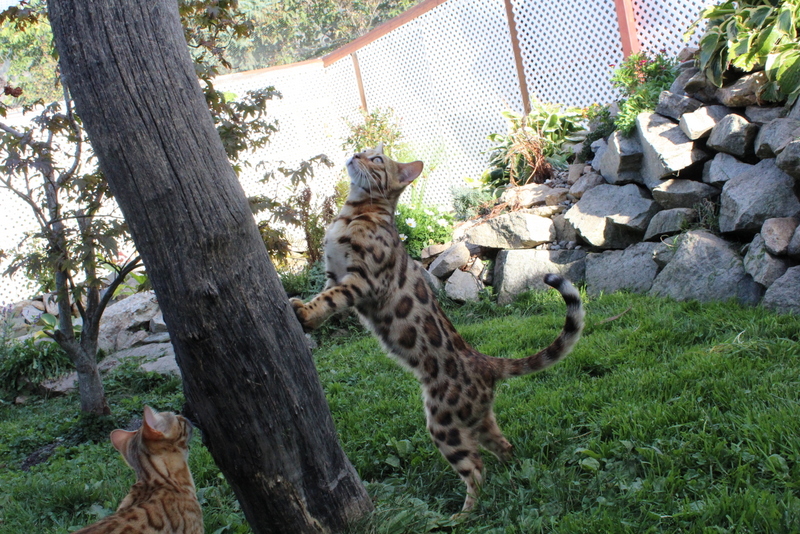 Majestic Pride Bengals | 227 Sarsons Rd, Vernon, BC V1B 2M4, Canada | Phone: (250) 542-0743