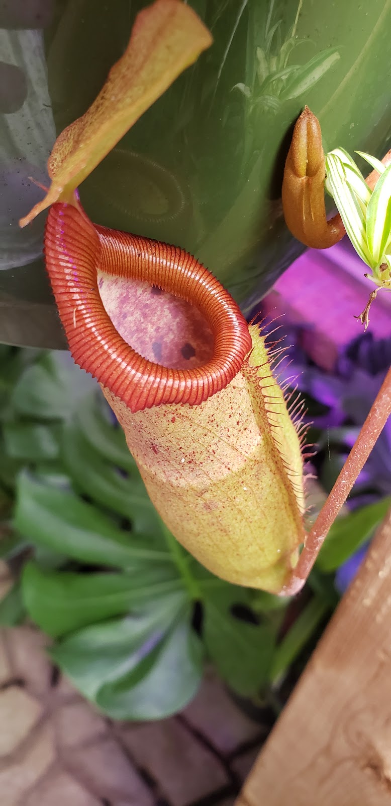 Unique Exotics | Pirates Glen Dr, Trent Lakes, ON K0M 1A0, Canada | Phone: (289) 688-2617