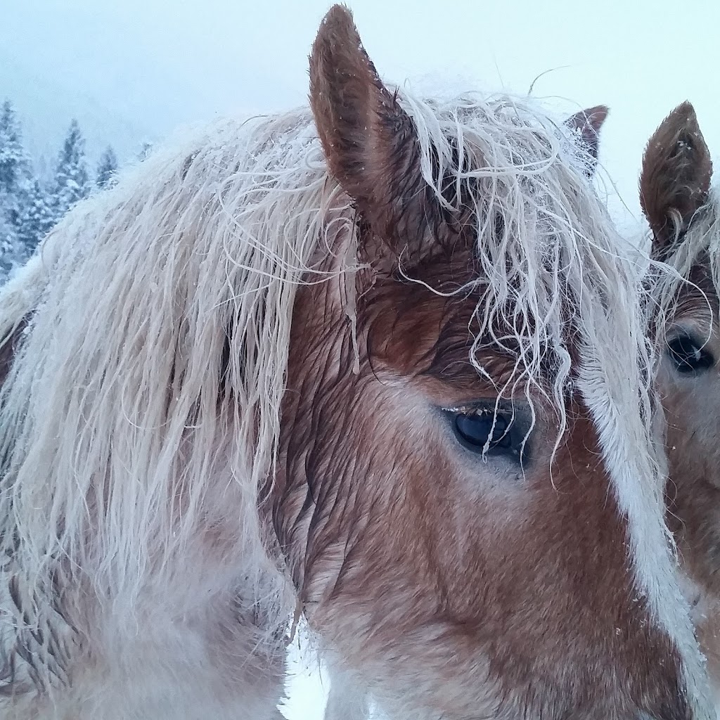 Trit-Trot Farms - Home of Unicorn Club | 4991 BC-3, Fernie, BC V0B 1M1, Canada | Phone: (250) 430-1933