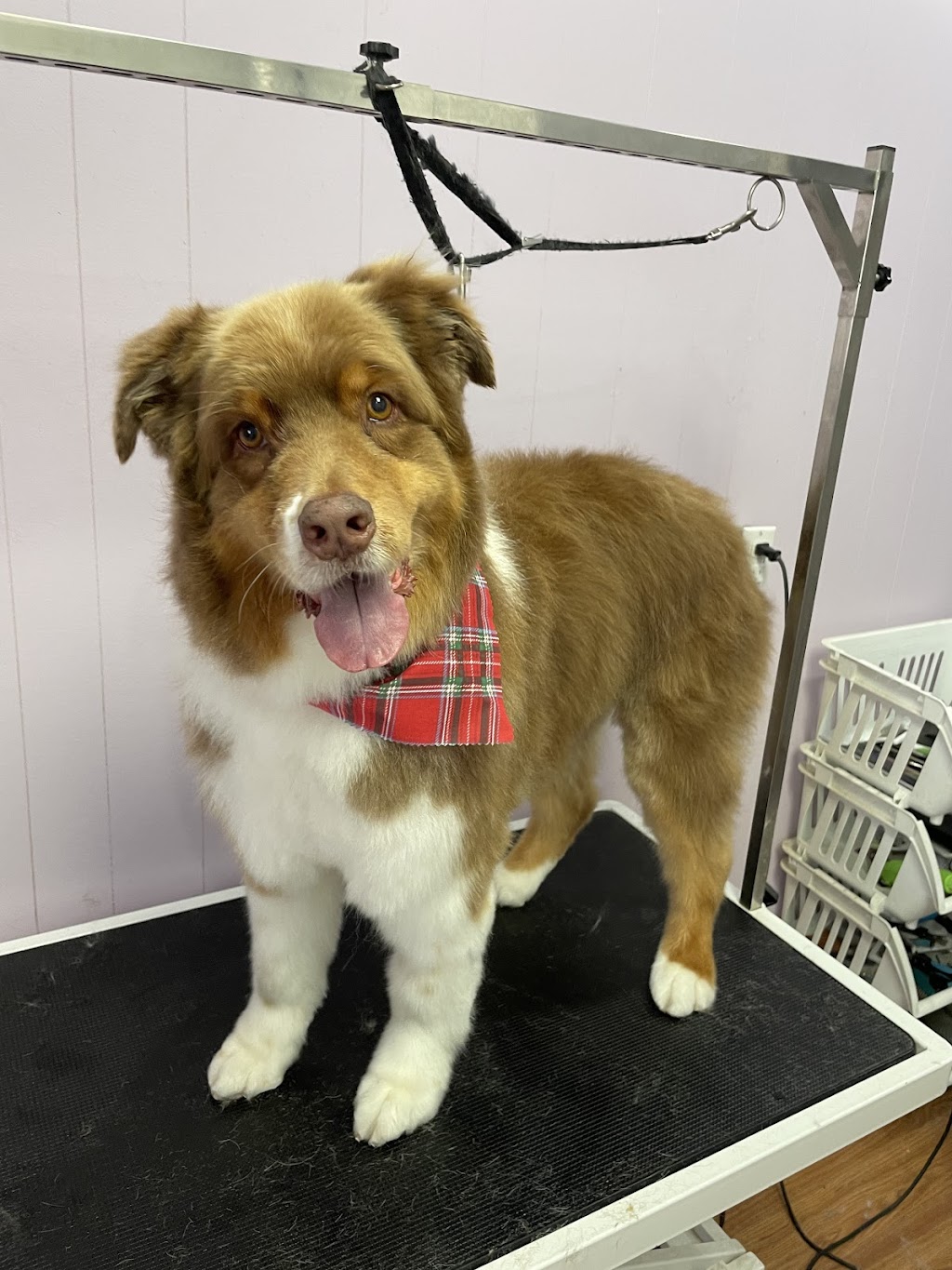 On The Go Dog Grooming | point of interest | 66 Main St E, Dundalk, ON N0C 1B0, Canada | 5192174479 OR +1 519-217-4479