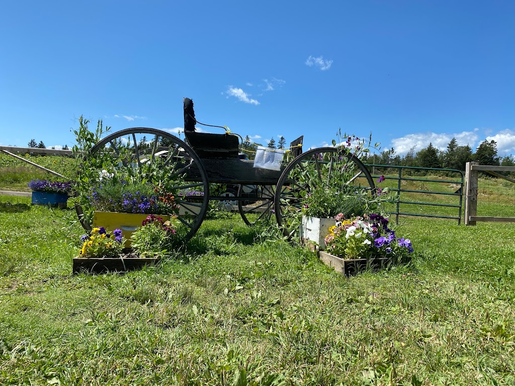 Trueman Blueberry Farms | 255 Etter Ridge Rd, Aulac, NB E4L 2V2, Canada | Phone: (506) 364-7458