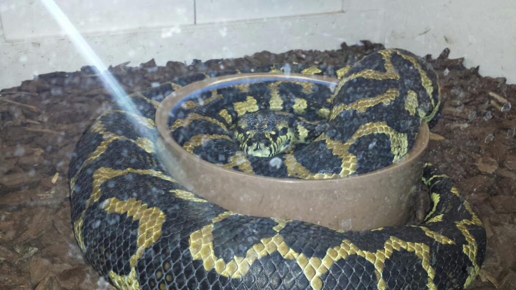 Pets Plus-Reptiles & Exotic | 421 West Ave, Lockport, NY 14094, USA | Phone: (716) 433-0460