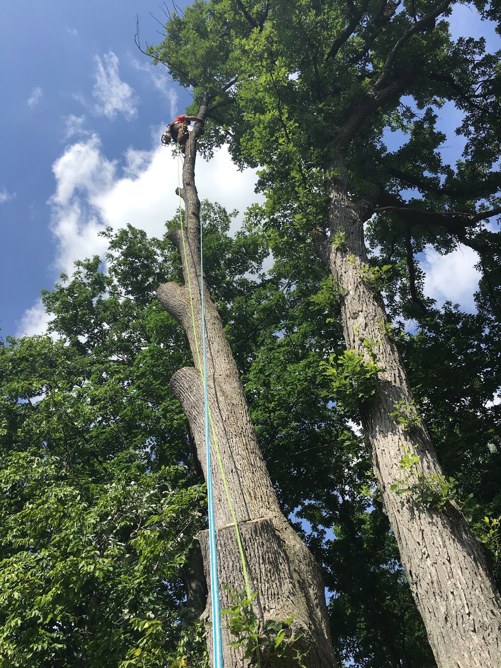 Bissonnette Tree Service | 1175 Haldibrook Rd, Caledonia, ON N3W 1N5, Canada | Phone: (289) 683-5408