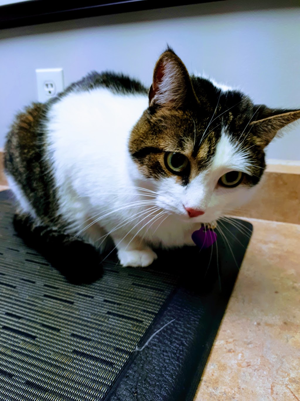 Main West Animal Hospital | 1 Broadway, Welland, ON L3C 5L2, Canada | Phone: (905) 735-7877
