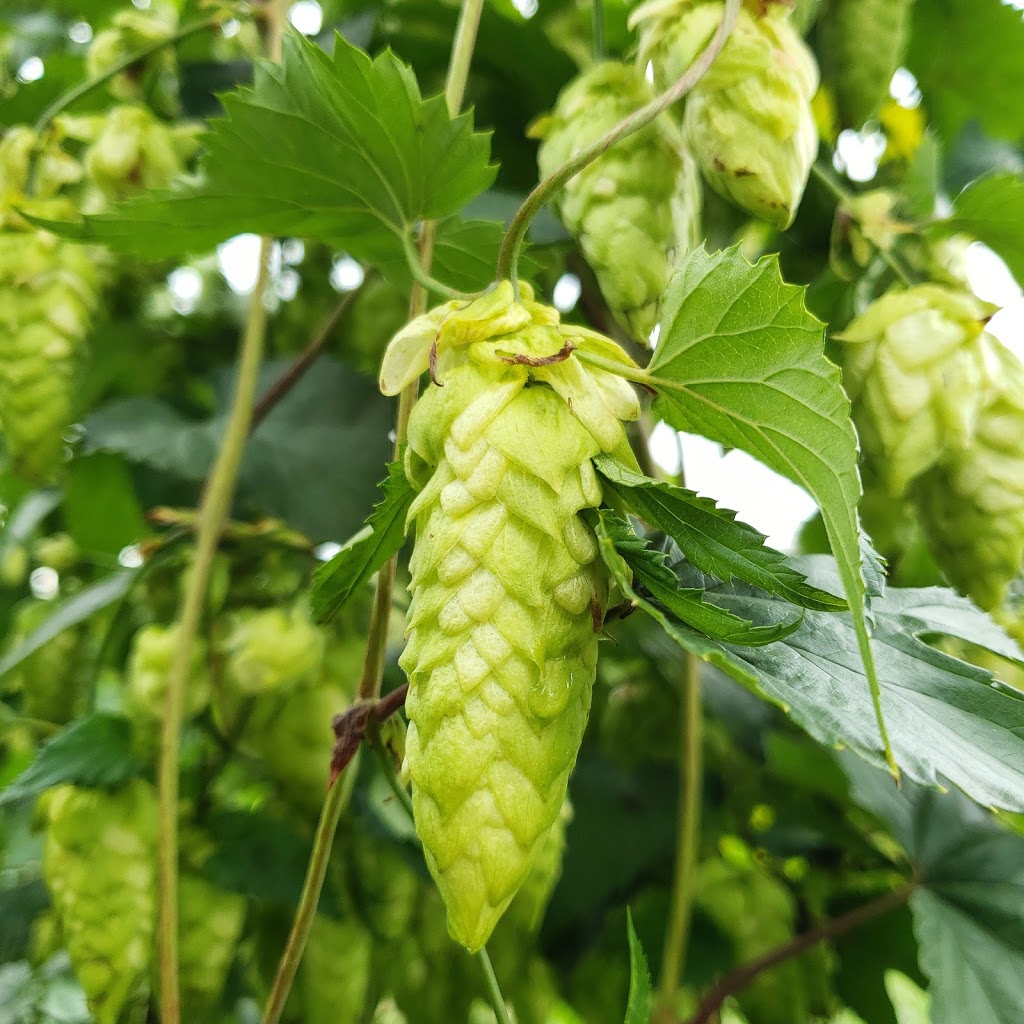 McMath Farms & Black Hill Hops | 5077 McMath St, Abbotsford, BC V4X 2P2, Canada | Phone: (604) 614-9670