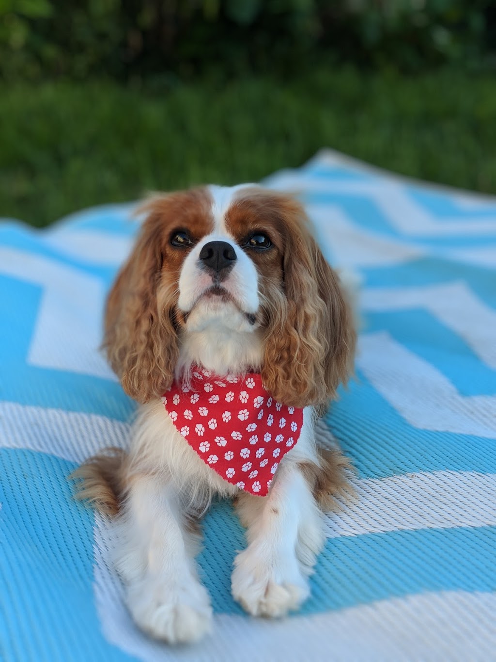 Torys Grooming | 80 Concession Rd 8 E, Tiny, ON L0L 2J0, Canada | Phone: (705) 717-7187