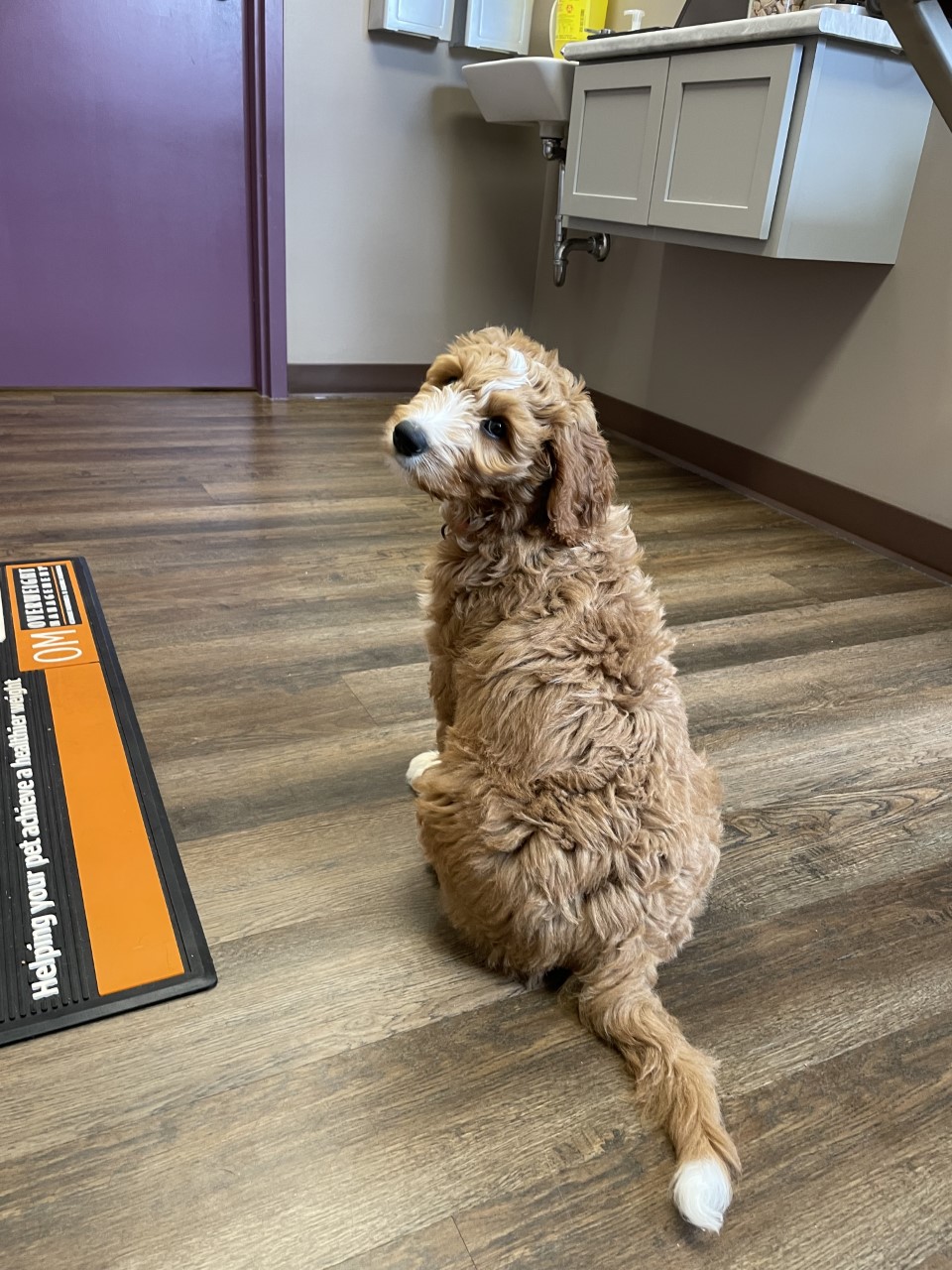 Cross Roads Animal Health Centre | 3 Myrtle St, Stratford, PE C1B 1P4, Canada | Phone: (902) 370-2838