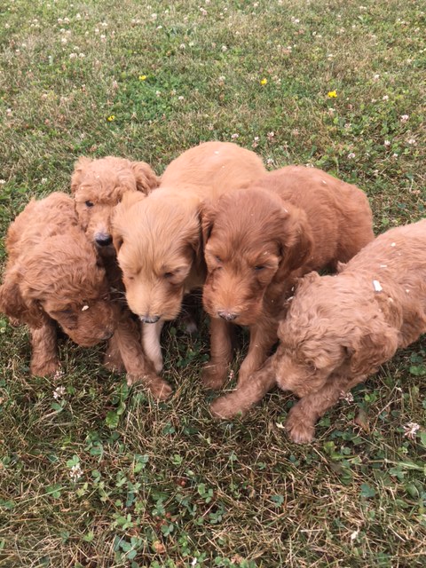Cedar Echo Family Kennel | 1330 Hale School Rd, Florence, ON N0P 1R0, Canada | Phone: (519) 692-5027