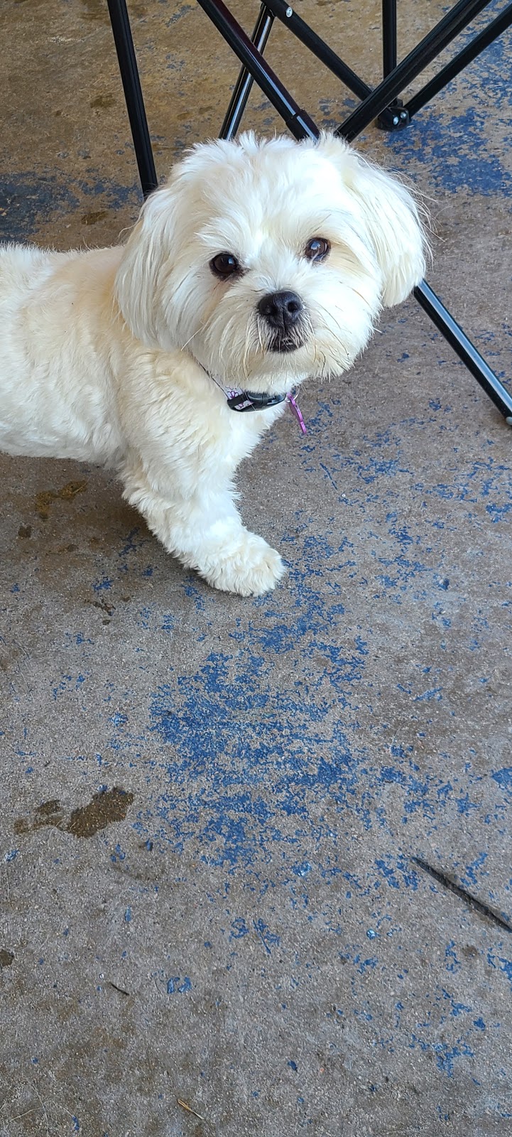 Gardierie Dieppe Doggy Daycare | 675 Babin St, Dieppe, NB E1A 5M7, Canada | Phone: (506) 381-0099