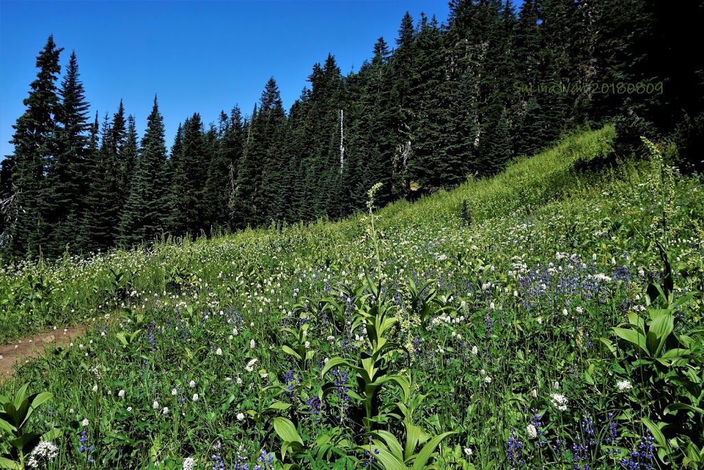 Skyline Divide Trailhead | NF-37, Deming, WA 98244, USA | Phone: (360) 856-5700