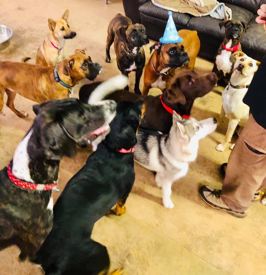 Sticks n Bones Dog Daycare, Boarding and Training | 2543 Innisfil Beach Rd, Innisfil, ON L9S 4C1, Canada | Phone: (705) 436-4545