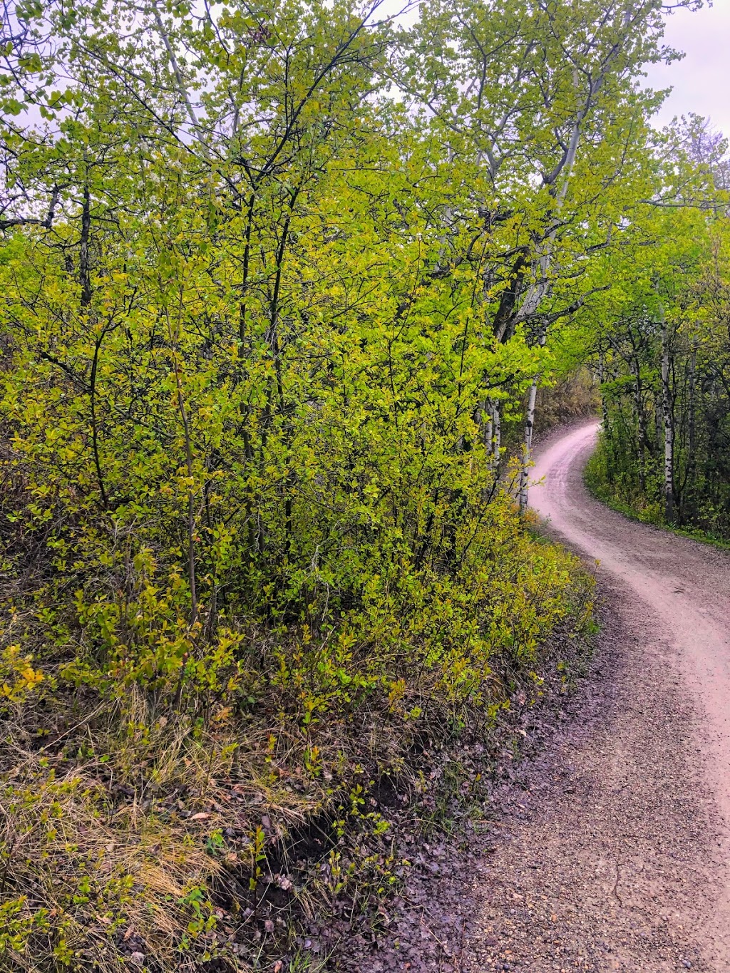 Quarry Road Trail ( east entrance) | Shaganappi, Calgary, AB T3C 0K6, Canada