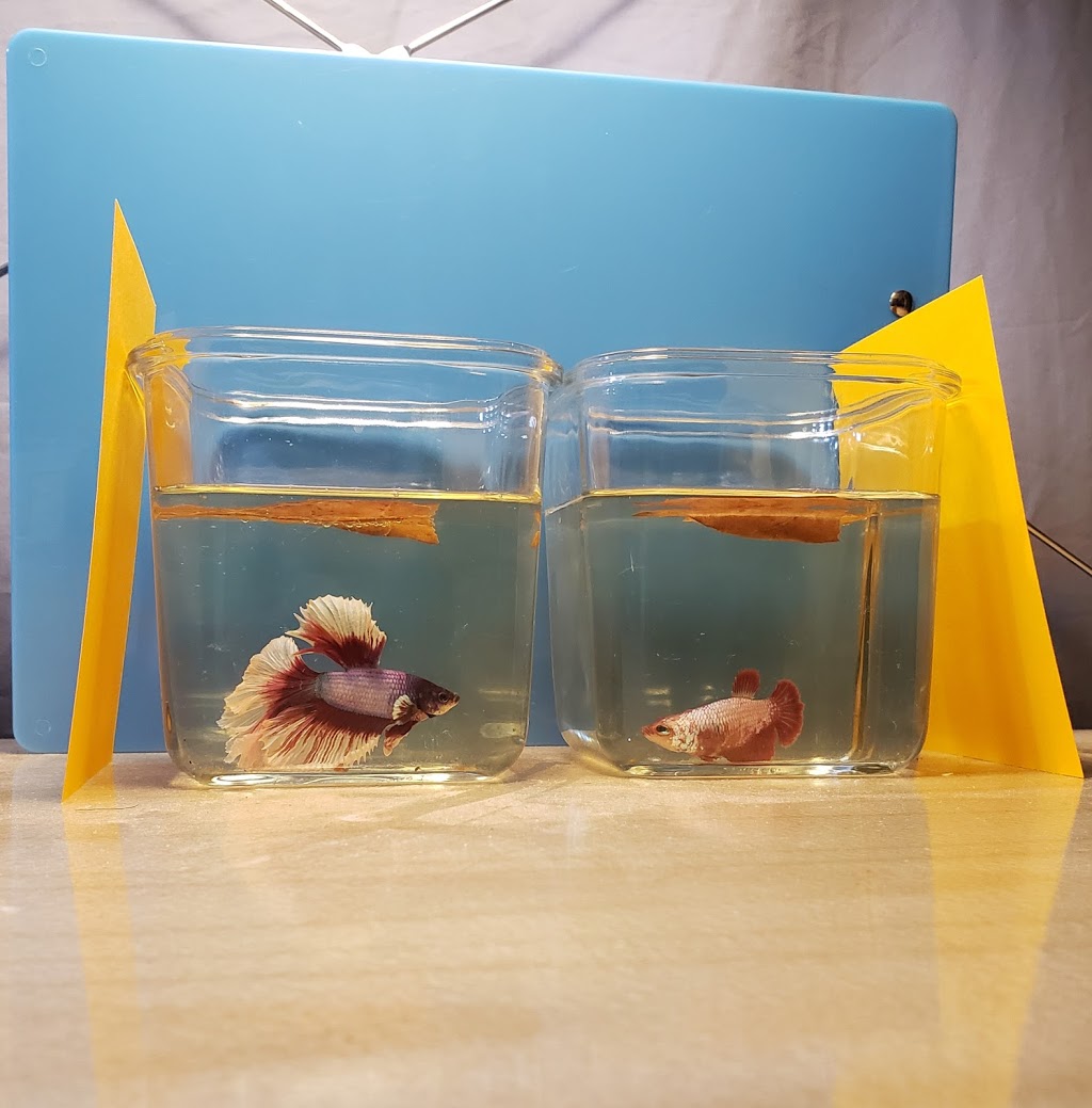 Aquapets | 680 Silver Star Blvd, Scarborough, ON M1V 5N1, Canada | Phone: (416) 292-1688