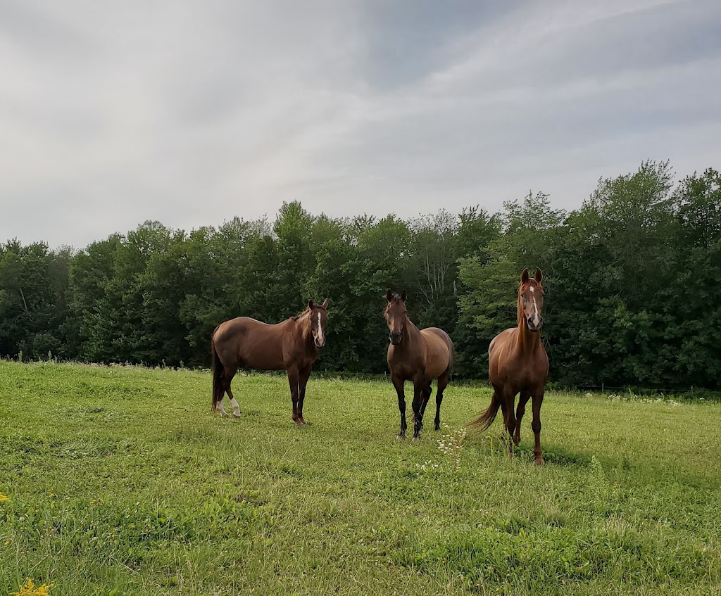 Saorsa Equestrian Centre | 1575 Middle Dyke Rd, Centreville, NS B0P 1J0, Canada | Phone: (902) 698-2500