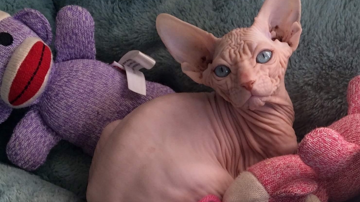 Pink Sugar Sphynx | 171 Centre St, London, ON N6J 1T7, Canada | Phone: (705) 717-2219