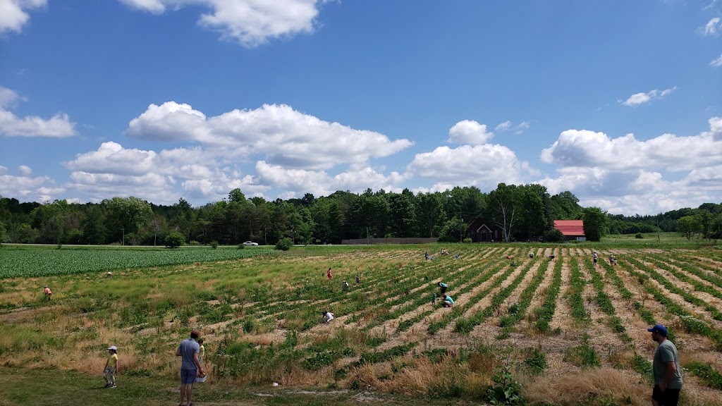 Rose Family Farm | 17569 Centre St, Mount Albert, ON L0G 1M0, Canada | Phone: (905) 473-3574