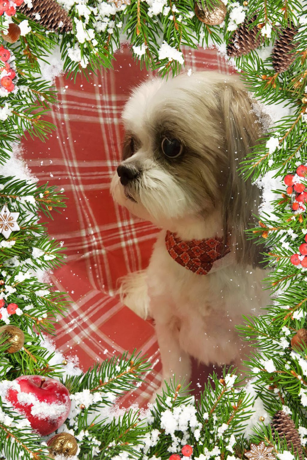 Happy Hound Dog Grooming Dog Daycare | 4408 Boban Dr, Nanaimo, BC V9T 5V9, Canada | Phone: (250) 756-0340