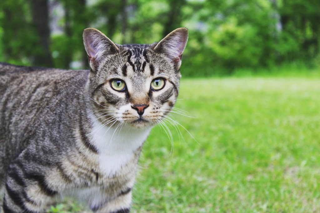Tail Blazers Health Food Store for Pets | 1877 Regent St, Sudbury, ON P3E 3Z7, Canada | Phone: (705) 470-3112