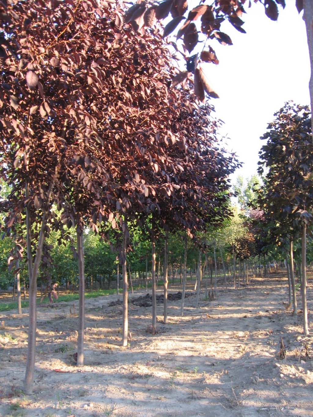 Horticulture Latrémouille | 1892 Chem. de la Montagne, Luskville, QC J0X 2G0, Canada | Phone: (819) 455-9171