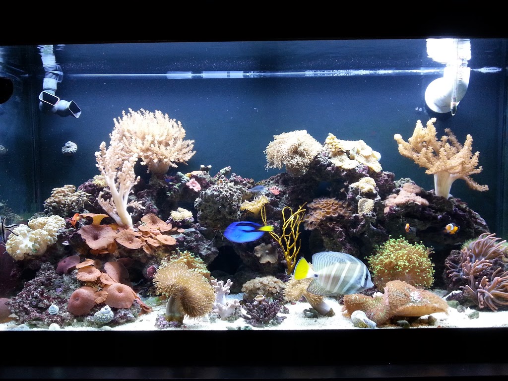 Tropical Fish Room Ltd | 166 Grand River Ave, Brantford, ON N3T 4X6, Canada | Phone: (519) 756-6225