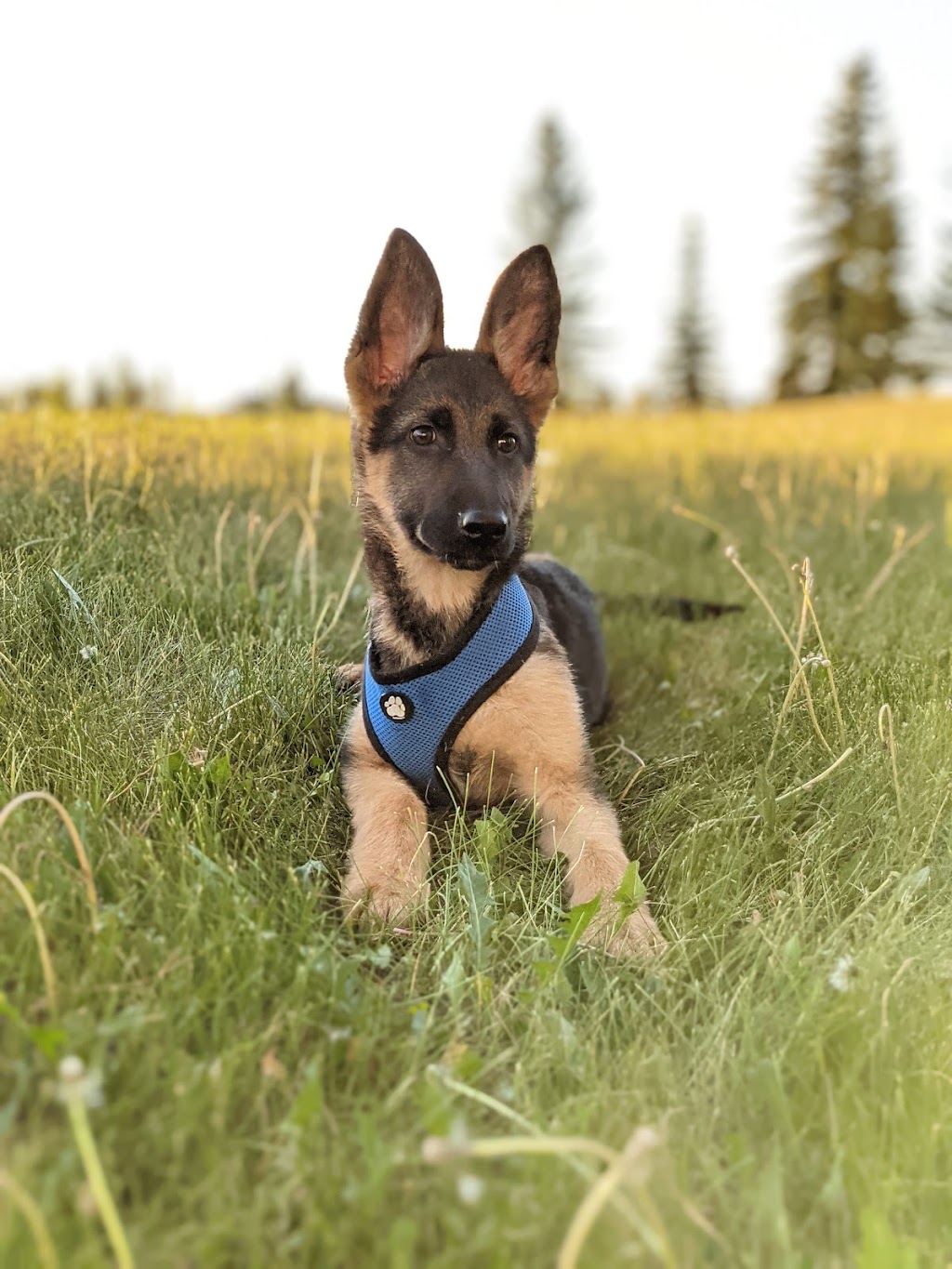 Westside German Shepherds | South east 18 -16-27 W2, Saskatchewan St W, Moose Jaw, SK S6H 4R3, Canada | Phone: (306) 693-2694
