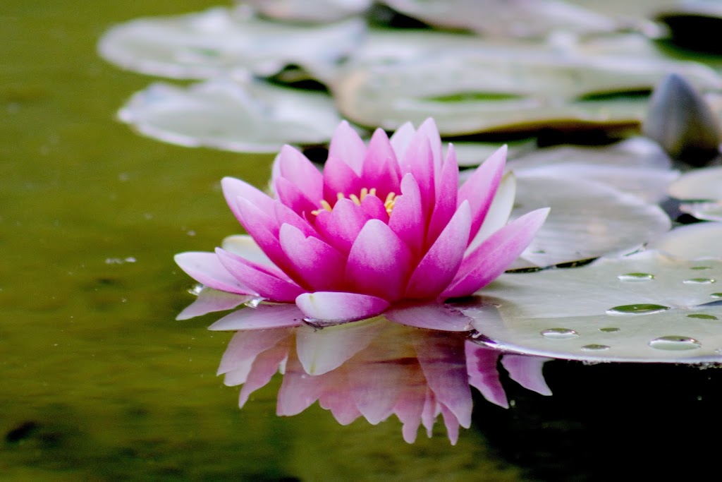 Prajna Wellness | 32615 S Fraser Way Choir Room, Abbotsford, BC V2T 1X8, Canada | Phone: (604) 744-5115