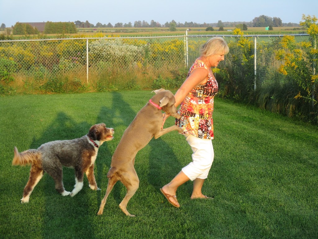 For The Love Of Dogs In Home Boarding | 239 Fallis Line, Millbrook, ON L0A 1G0, Canada | Phone: (705) 740-5535