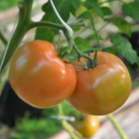Schurman Family Farm & Atlantic Grown Organics | 713 Route 104, Kensington, PE C0B 1M0, Canada | Phone: (902) 836-3929