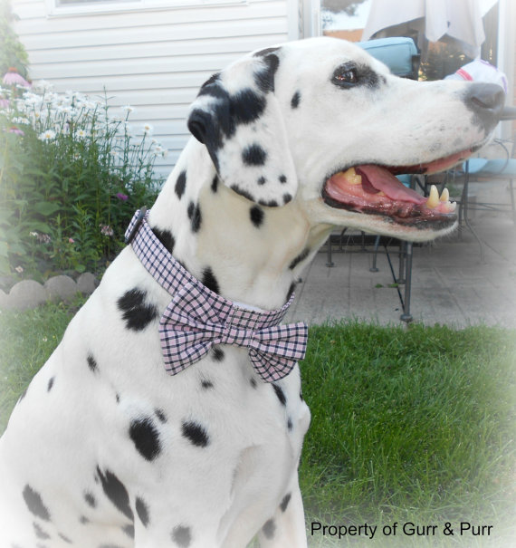 Gurr & Purr Professional Pet Sitting | Tomahawk Dr, Grimsby, ON L3M 5G5, Canada | Phone: (289) 683-6369