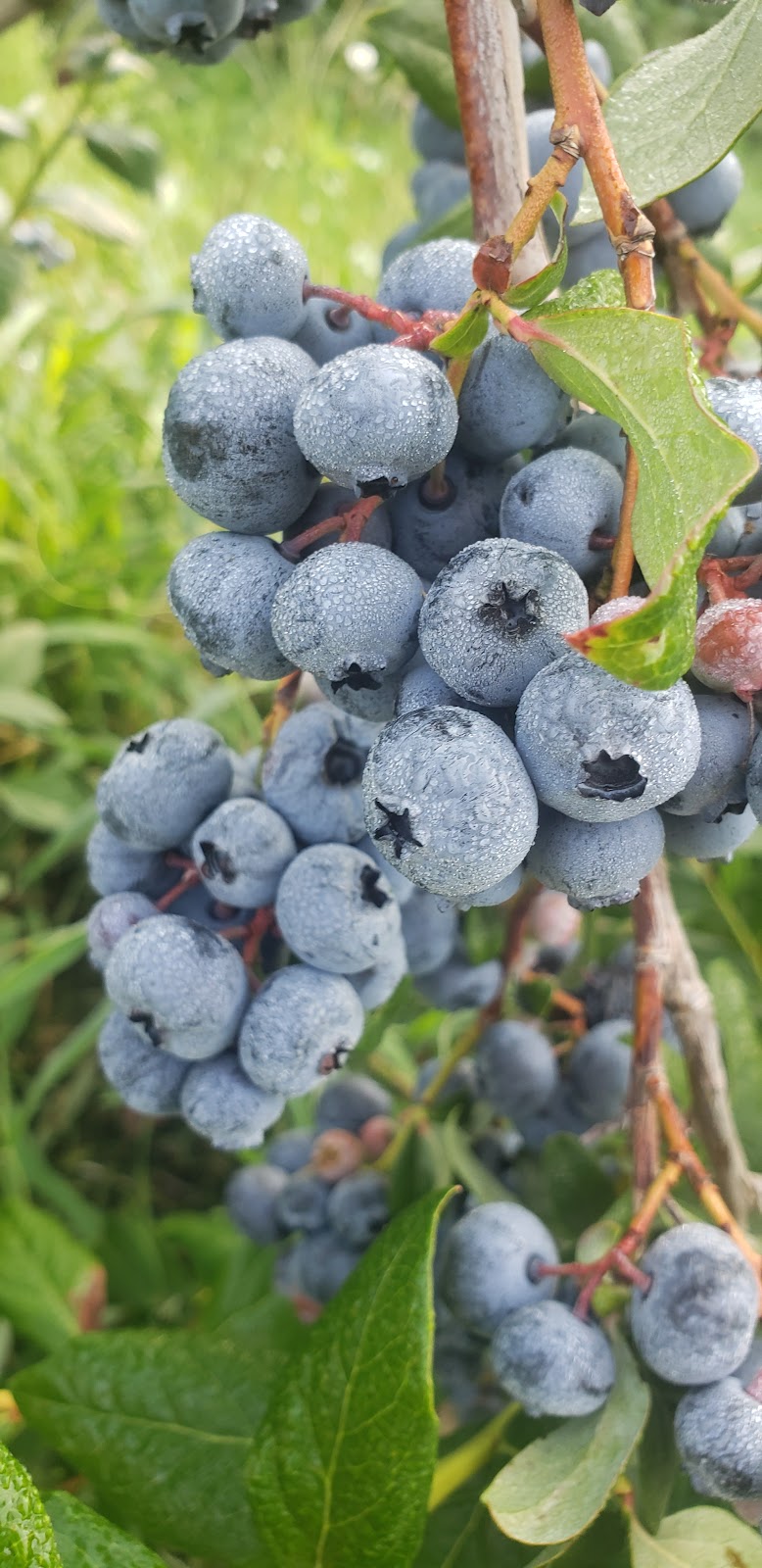 Brambleberry Farm | 9 Mitchell Rd, Wooler, ON K0K 3M0, Canada | Phone: (613) 398-8350