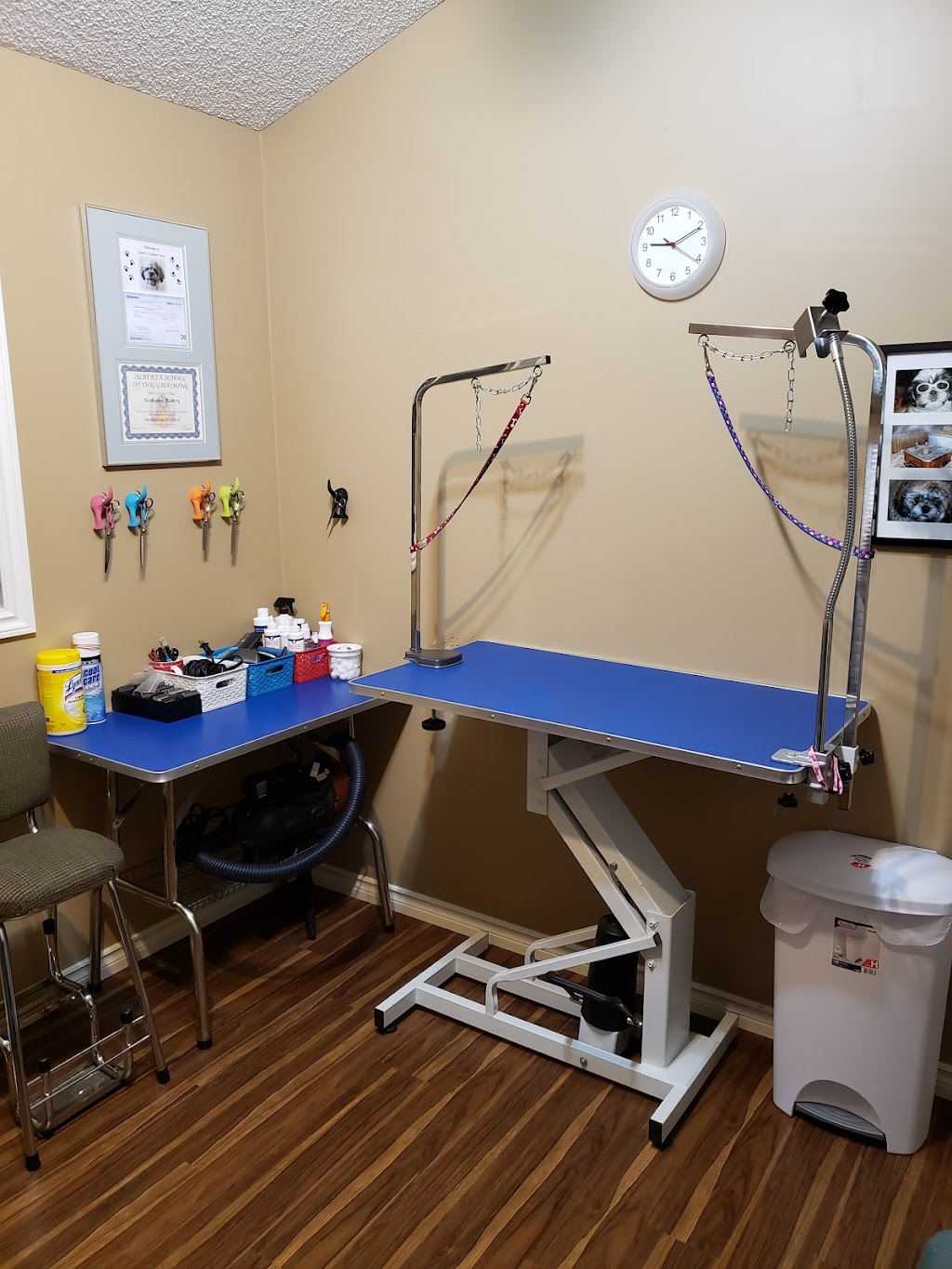 Cocos Canine Care | 12954 162a Ave NW, Edmonton, AB T6V 1V5, Canada | Phone: (780) 886-4723