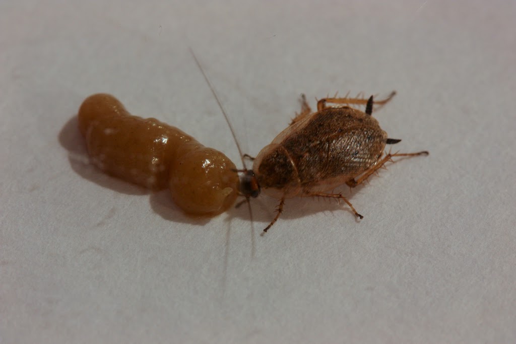 Mississauga Pest Control | 4712 Colombo Crescent, Mississauga, ON L5M 7R4, Canada | Phone: (416) 321-5060