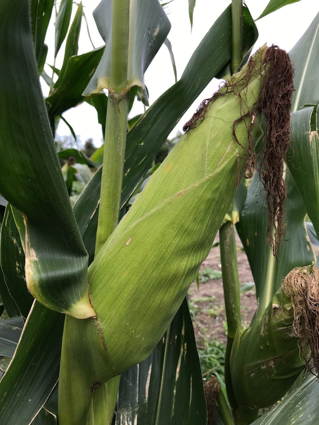 Canada Humble Monarch Farm 呼啸农场 | 3821 Vandorf Sideroad, Whitchurch-Stouffville, ON L4A 7X5, Canada | Phone: (647) 612-1606
