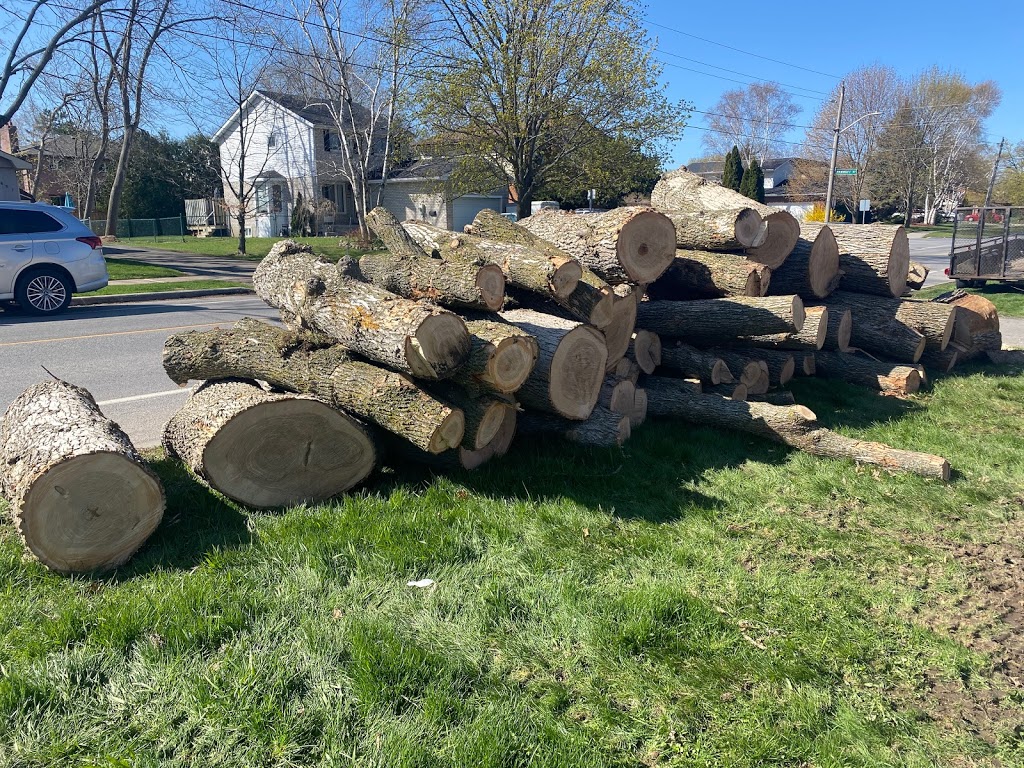 Foley Tree Service | 212 Sagers Corners Rd, Stirling, ON K0K 3E0, Canada | Phone: (613) 902-7464