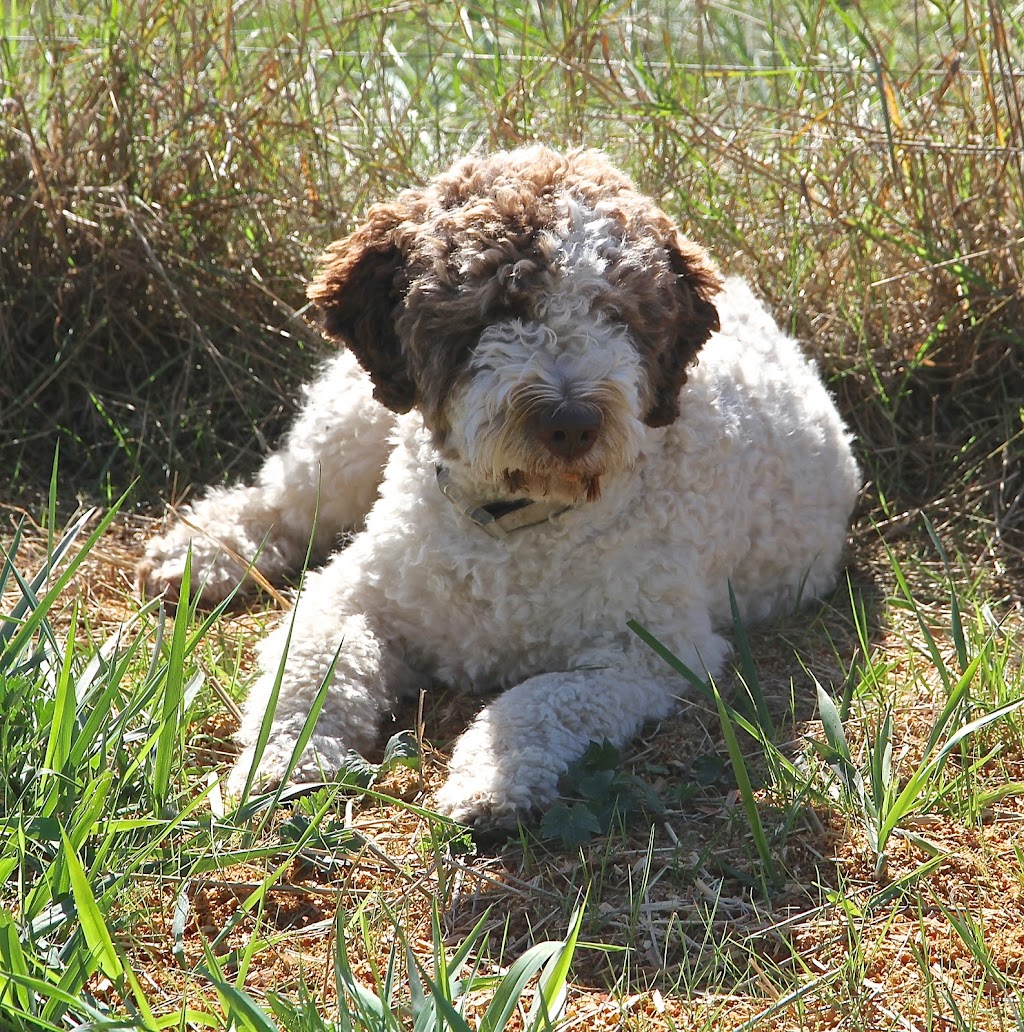 Wheatnbrook Kennels | 30127 St Clair Pkwy, Wallaceburg, ON N8A 4L1, Canada | Phone: (519) 365-4519