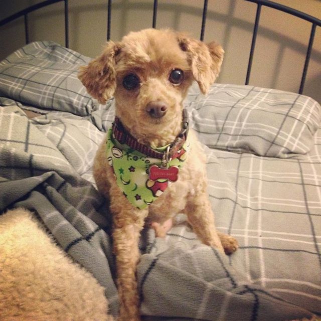 Trudies Dog Grooming | 1623 Hilliard St, Peterborough, ON K9J 6X5, Canada | Phone: (705) 748-5300