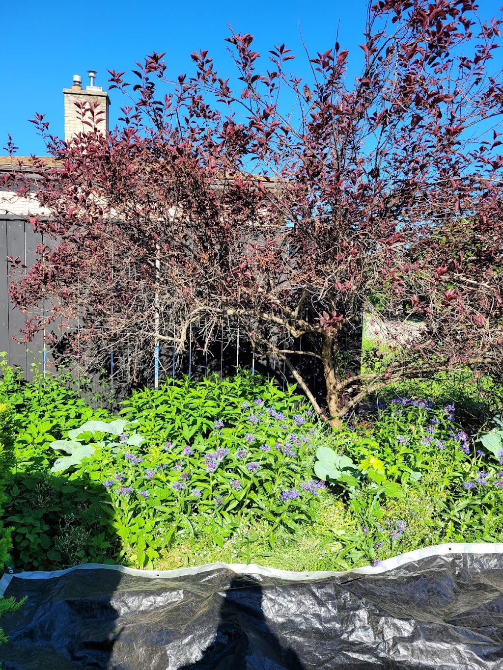 Alter-Eco Outdoor Services | 23 Pondcliffe Dr, Kitchener, ON N2R 0M1, Canada | Phone: (519) 589-5748