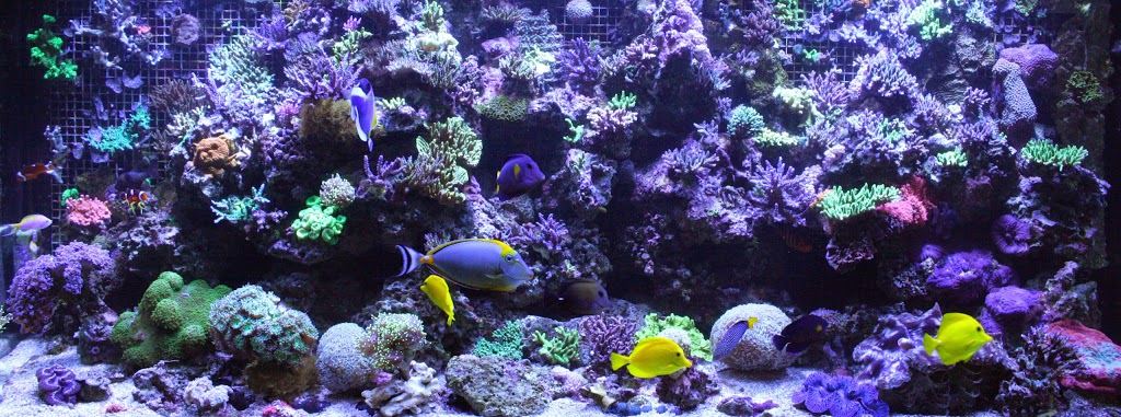 Burlington Aquariums | 4253 Price Ct, Burlington, ON L7M 4X3, Canada | Phone: (905) 466-7127