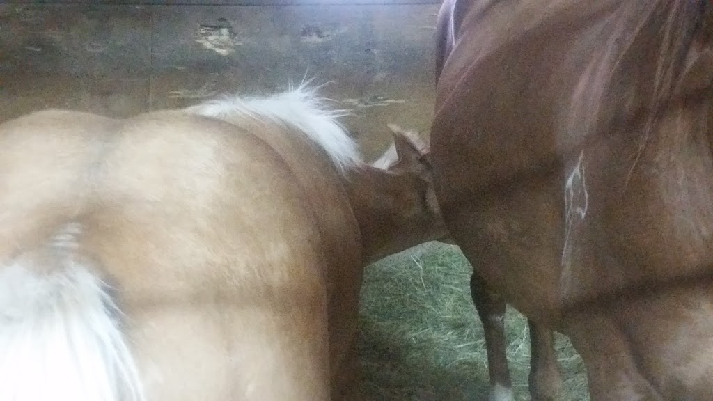 Ranch Chevaletre Inc | 959 Rang Petit 8, Saint-Valérien-de-Milton, QC J0H 2B0, Canada | Phone: (450) 278-2015