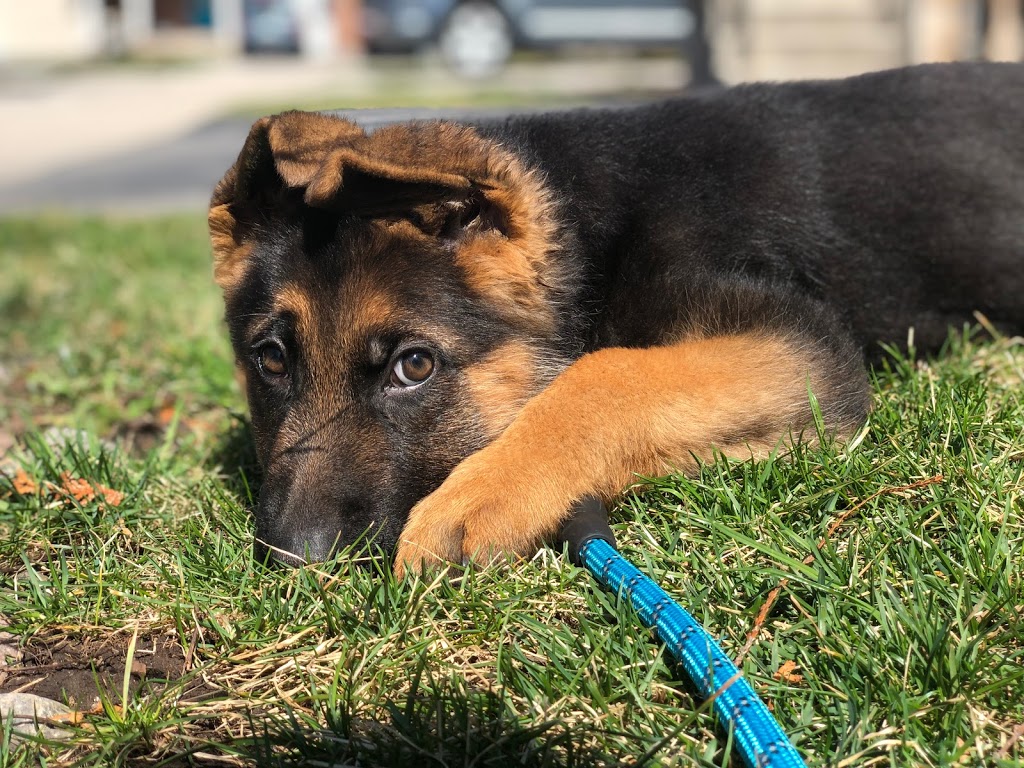 Vom Issam Haus German Shepherds | 23 Marlington Crescent, North York, ON M3L 1K3, Canada | Phone: (647) 295-1773