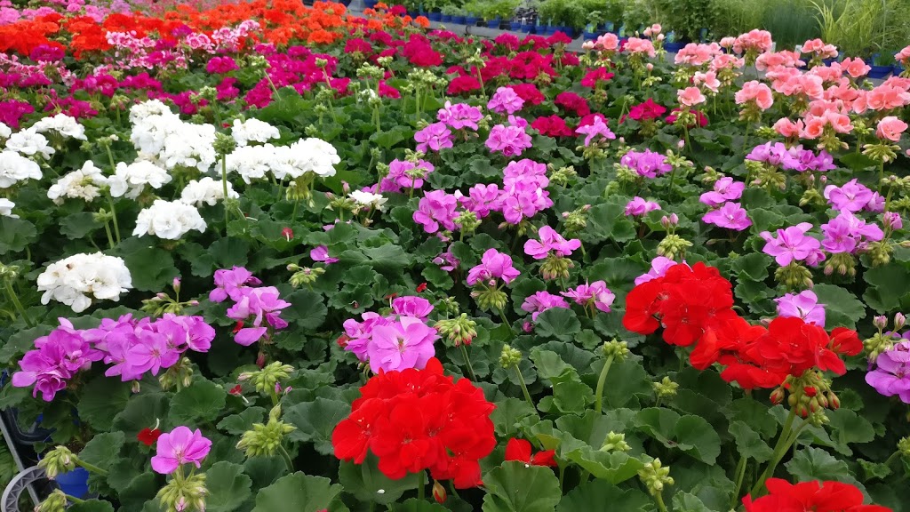 Ferragine Greenhouses | 572 Simcoe Rd, Bradford, ON L3Z 2A6, Canada | Phone: (905) 775-3177
