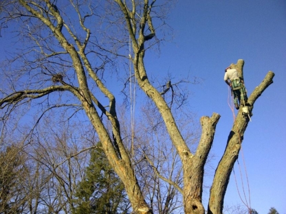 Huron Bay Tree Service | 79 Heather Lynn Blvd, Tara, ON N0H 2N0, Canada | Phone: (519) 934-3545