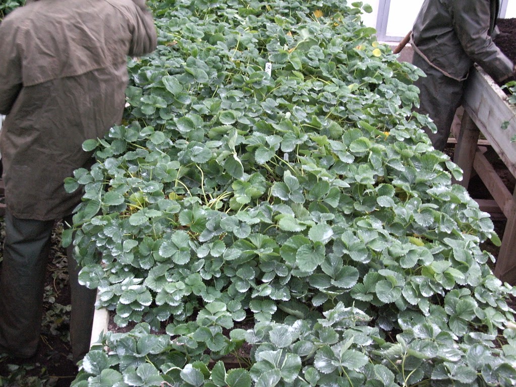 G W Allen Nursery Ltd | 7295 NS-221, Centreville, NS B0P 1J0, Canada | Phone: (902) 678-7519