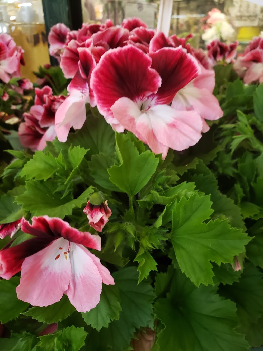 Francescas Flowers & Gifts | 6677 Meadowvale Town Centre Cir #171, Mississauga, ON L5N 2R5, Canada | Phone: (905) 813-4434