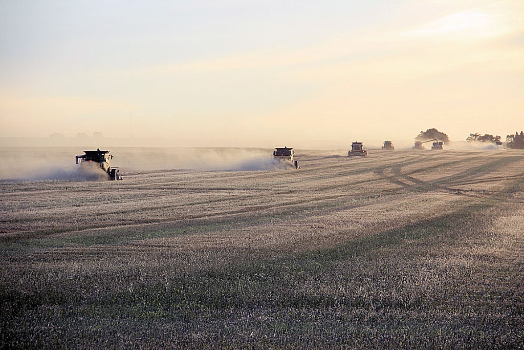 Delage Farms Ltd. | Indian Head, SK S0G 2K0, Canada | Phone: (306) 695-3959
