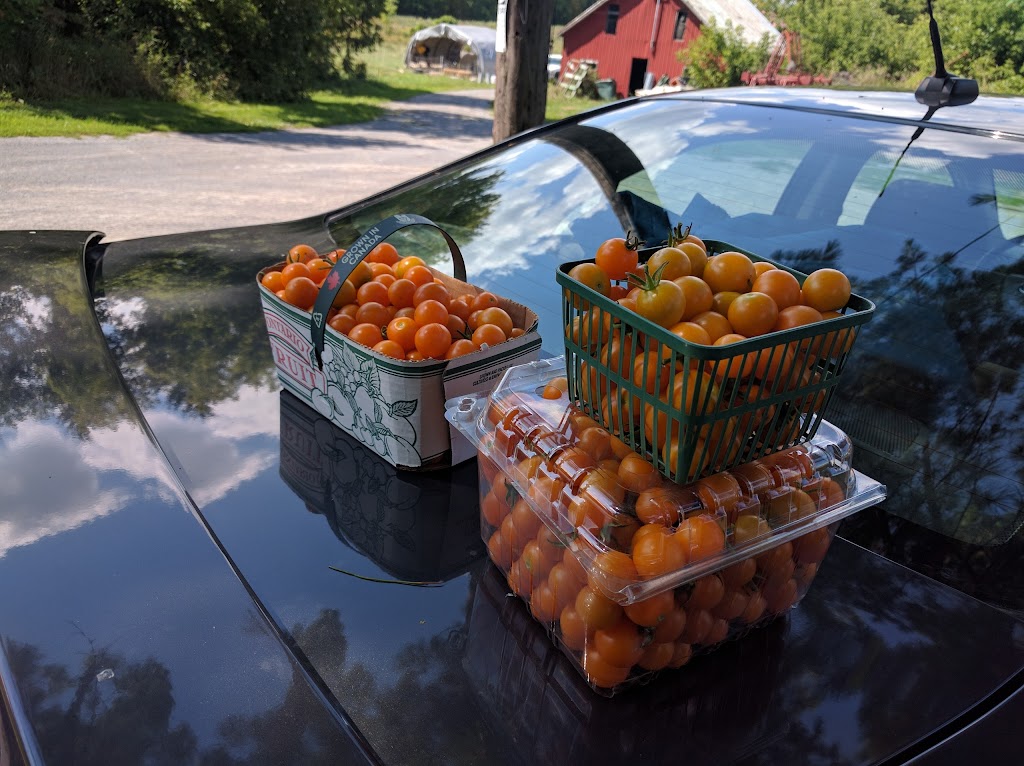 Wiseacres Organic Farm | 2029 Centreville Rd #1809, Centreville, ON K0K 1N0, Canada | Phone: (613) 378-2583