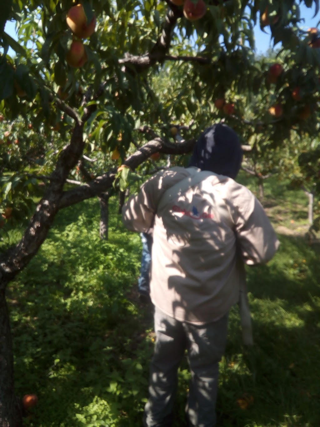 P H Fruit Orchard | 9315 108 Ave, Osoyoos, BC V0H 1V2, Canada | Phone: (250) 495-4894