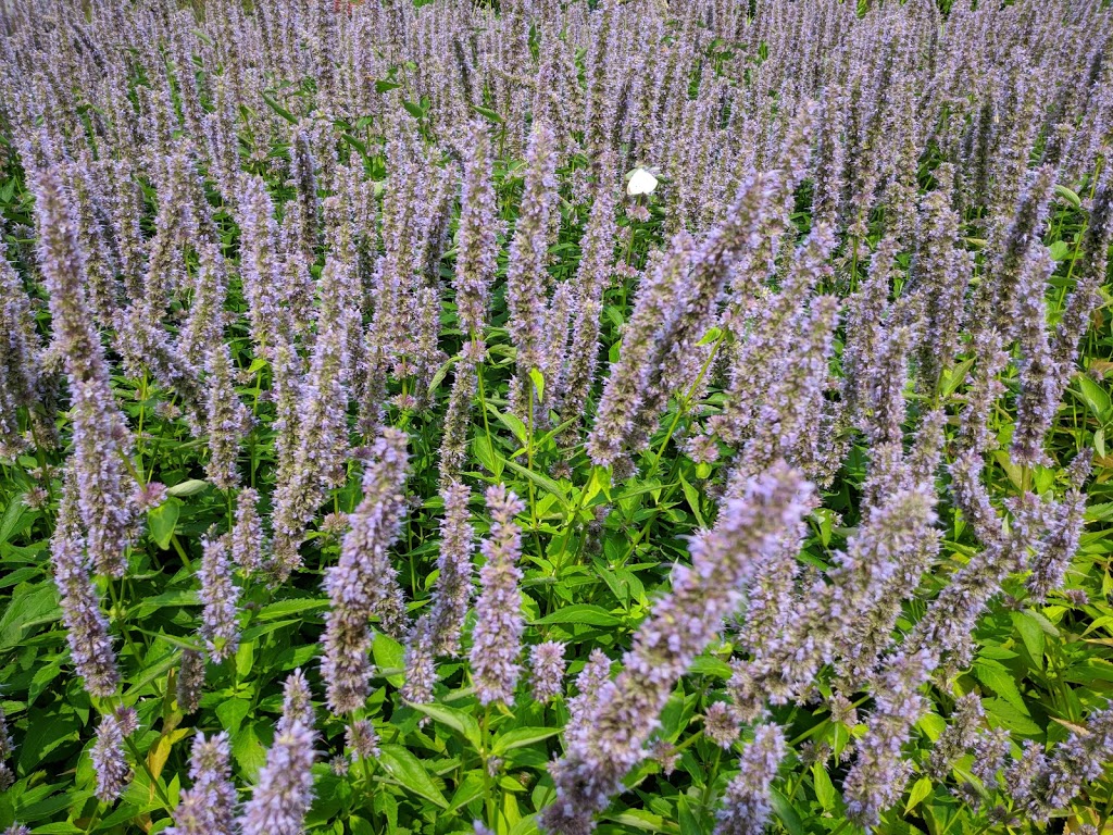 Royal Botanical Gardens - Rock Garden | 1185 York Blvd, Waterdown, ON L0R 2H9, Canada | Phone: (905) 527-1158