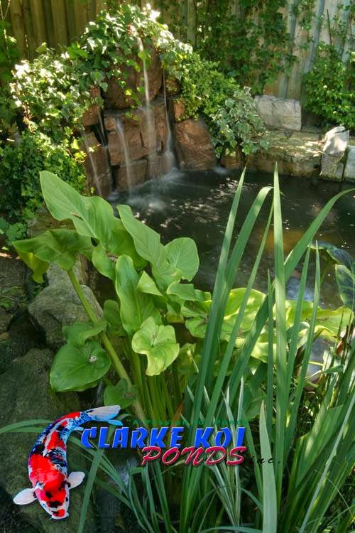 Clarke Koi Ponds inc | 763 Warden Ave, Scarborough, ON M1L 4B7, Canada | Phone: (416) 757-6328